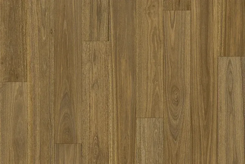 Spotted Gum