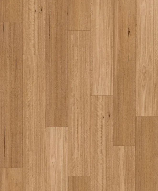 Silky Blackbutt