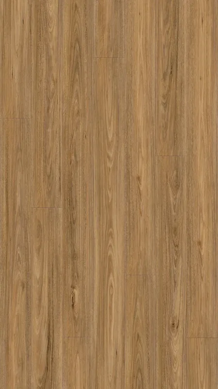 Spotted Gum