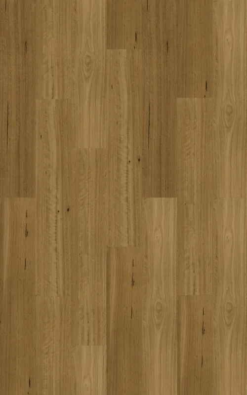 Southern Blackbutt