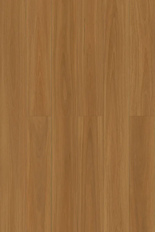 Spotted Gum